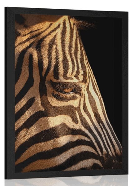 Plakat portret zebre