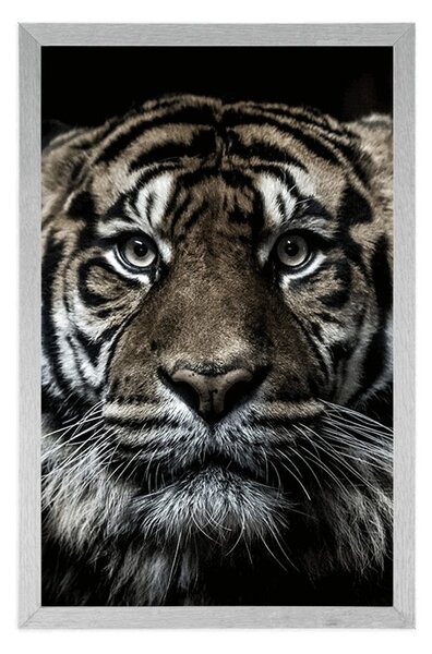 Plakat tigar