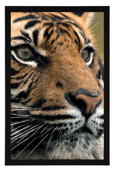 Plakat bengalski tigar