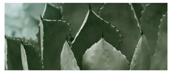 Slika - Zelena agava (120x50 cm)