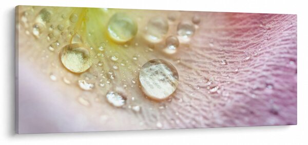 Slika - Kapi rose (120x50 cm)