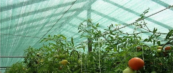 Mreža za zasjenjivanje sa 62% zasjenjenja 65g/m2 1,5m x 25m