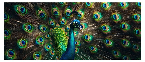 Slika – Paun (120x50 cm)