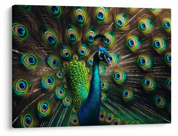 Slika – Paun (70x50 cm)