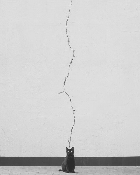 Umjetnička fotografija Cat thoughts, alizolghadri93, (30 x 40 cm)