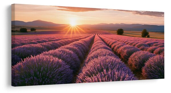 Slika ljubičasta lavanda u pejzažu