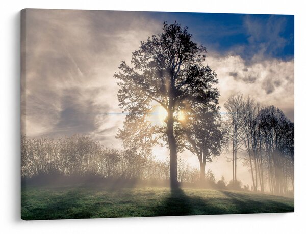 Slika drveta u magli (70x50 cm)