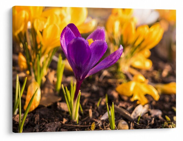 Slika ljubičastog cvijeta (70x50 cm)