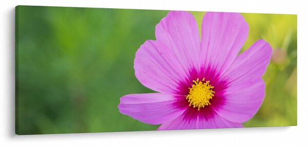 Slika - livadski cvijet (120x50 cm)