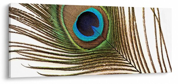 Slika paunovog perja (120x50 cm)