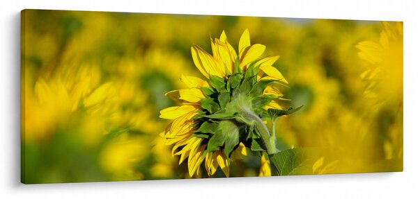 Slika suncokreta (120x50 cm)