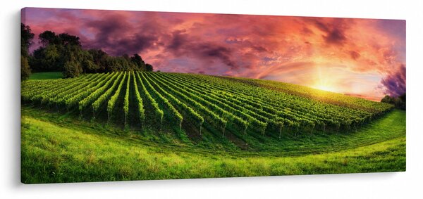 Slika vinograda s obojenim nebom (120x50 cm)
