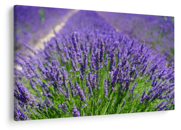 Slika - lavanda (90x60 cm)