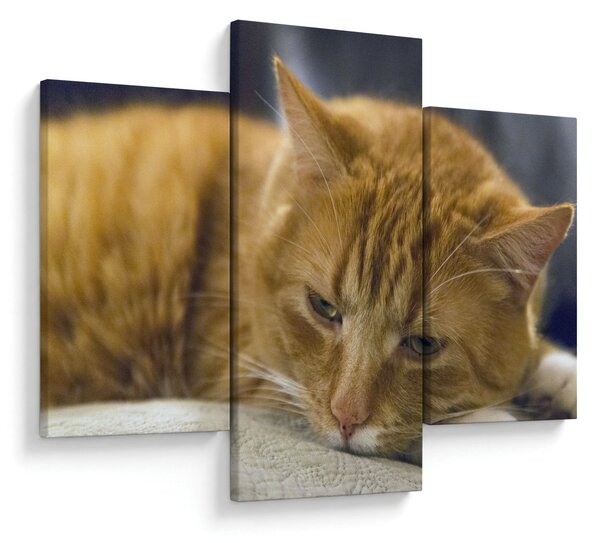 Slika mačke (90x60 cm)