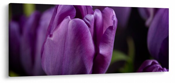 Slika cvjetova tulipana (120x50 cm)