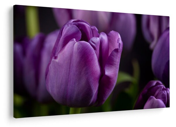 Slika cvjetova tulipana (90x60 cm)