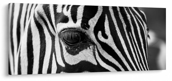Slika zebre (120x50 cm)