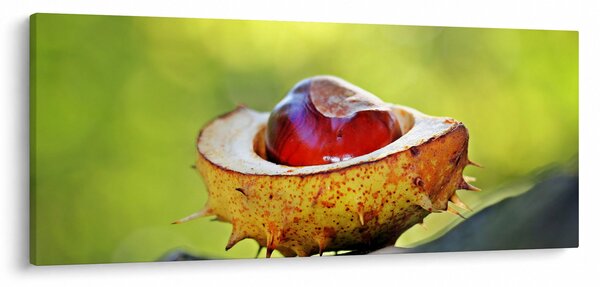 Slika kestena (120x50 cm)