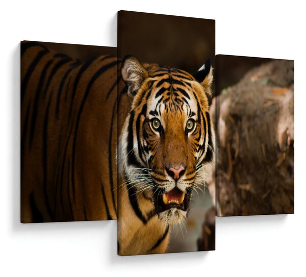 Slika tigra (90x60 cm)