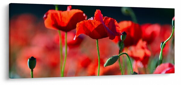 Slika - makovi (120x50 cm)