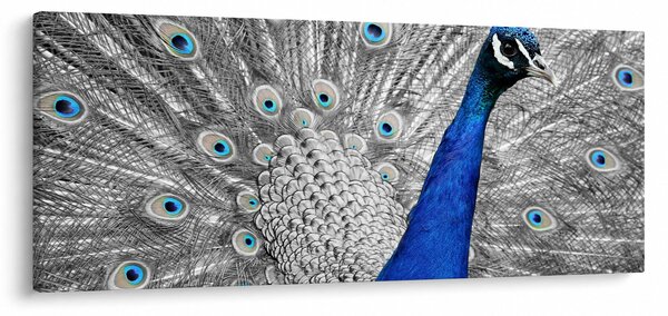 Slika - plavi paun (120x50 cm)