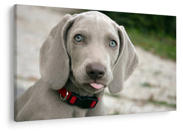 Slika - štene Weimaranera (90x60 cm)