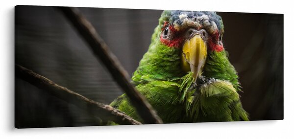 Slika papige (120x50 cm)