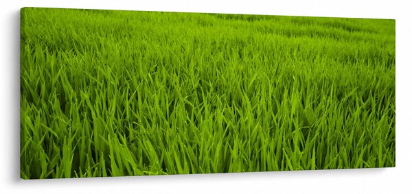 Slika trave (120x50 cm)