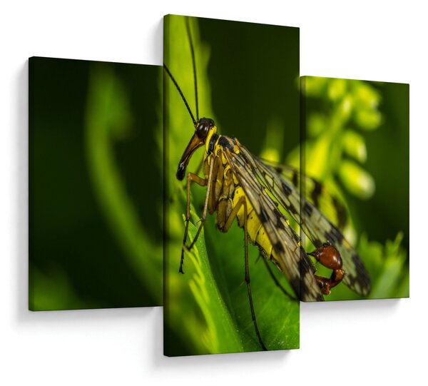 Slika kukca (90x60 cm)