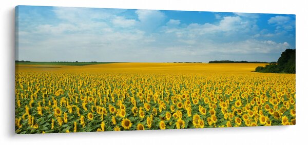 Slika - polje suncokreta (120x50 cm)