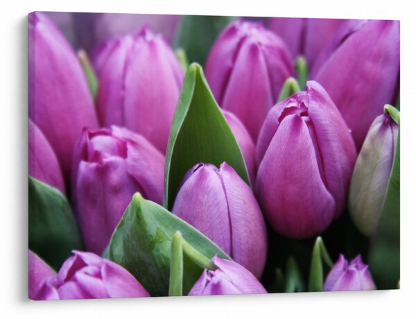 Slika - cvijeće tulipana (70x50 cm)