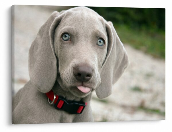 Slika - štene Weimaranera (70x50 cm)