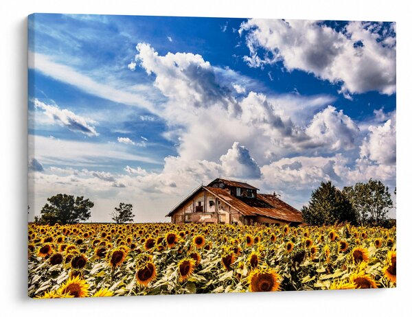Slika polja suncokreta (70x50 cm)
