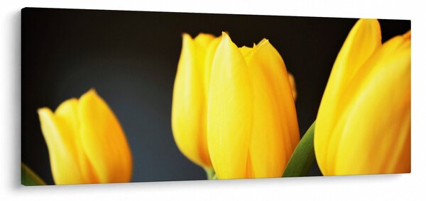 Slika tulipana (120x50 cm)