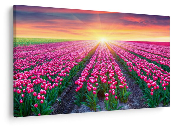 Slika polja tulipana sa suncem (90x60 cm)