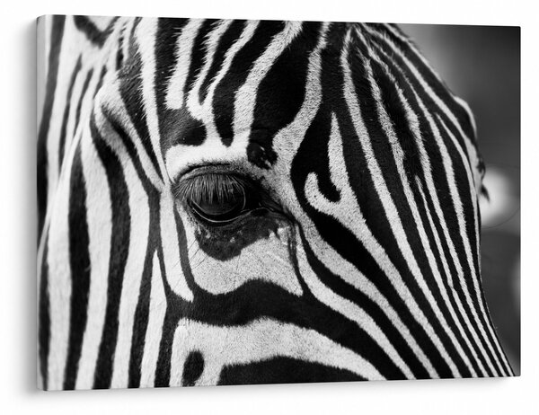 Slika zebre (70x50 cm)