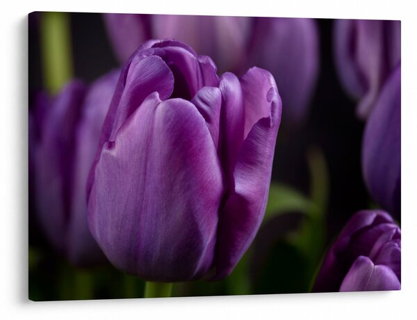 Slika cvjetova tulipana (70x50 cm)