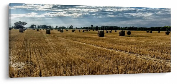 Slika ubranog polja žitarica (120x50 cm)