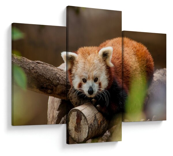 Slika crvene pande (90x60 cm)