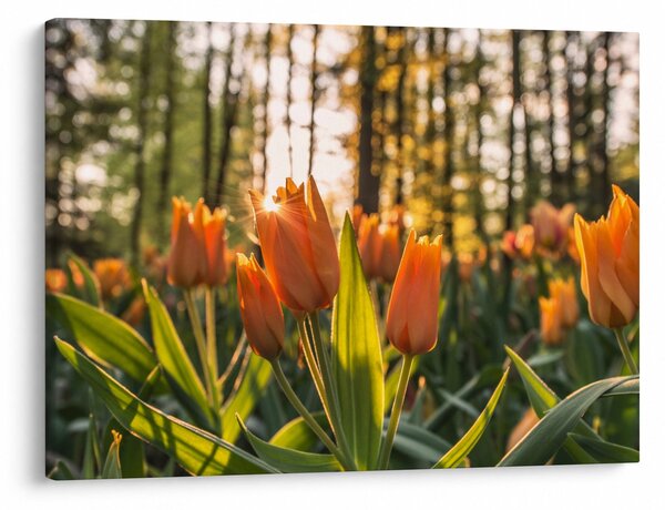 Slika - narančasti tulipani (70x50 cm)