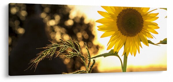 Slika suncokreta (120x50 cm)