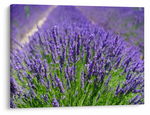 Slika - lavanda (70x50 cm)