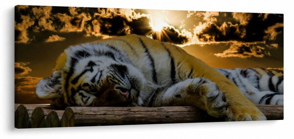 Slika usnulog tigra (120x50 cm)
