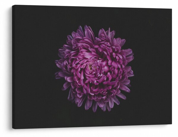 Slika ljubičastog cvijeta (70x50 cm)