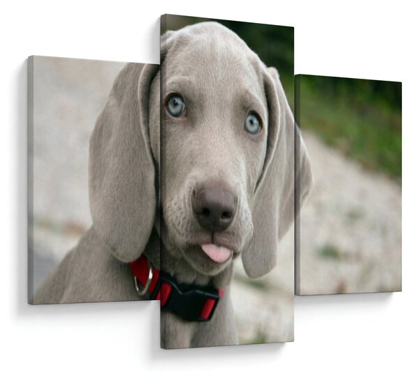 Slika - štene Weimaranera (90x60 cm)