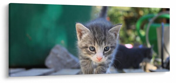 Slika mačića (120x50 cm)