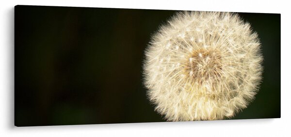 Slika sivog maslačka (120x50 cm)