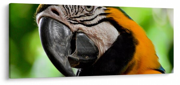 Slika papige (120x50 cm)