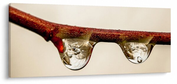 Slika kapljica na grani (120x50 cm)