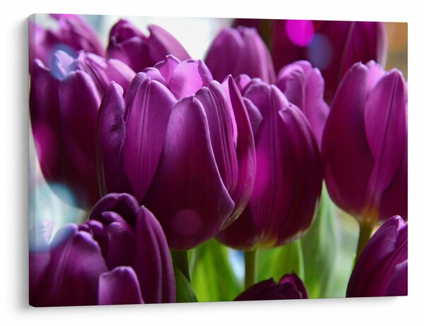 Slika tulipana (70x50 cm)